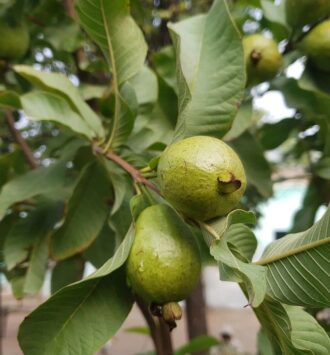 The Guava Plant