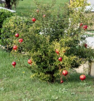 The Pomegranate Tree