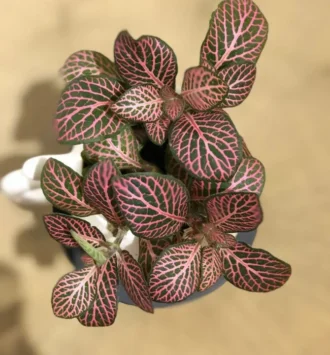 Fittonia Mini green/red