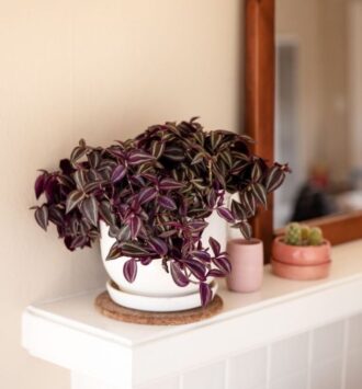 Tradescantia Nanouk