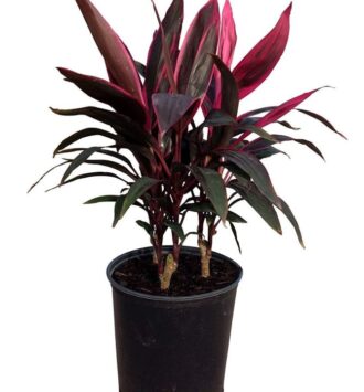 Cordyline Plant