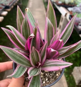 Rhoeo Discolor, Moses In The Cradle (Small)