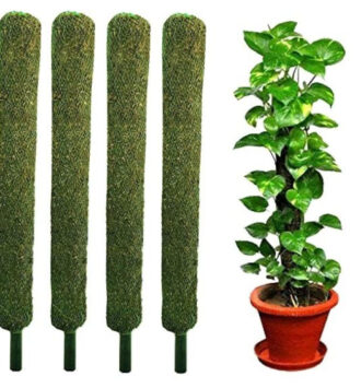 Money Plant Stick