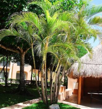 Areca Palm Tree