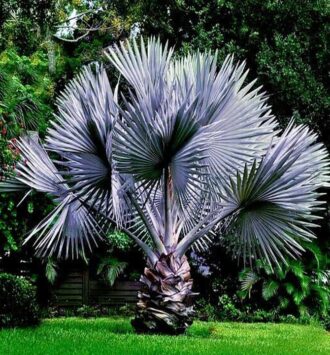 Bismarck Palm Tree