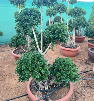 Bonsai (Fukien Tea Tree)