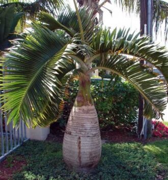Bottle Palm Tree