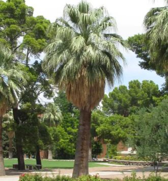 California Fan Palm Tree