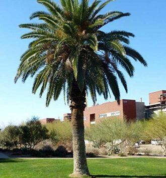 Canary Island Palm Tree