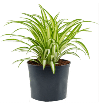 Spider Plant