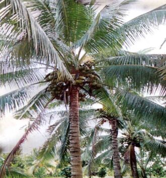 Coconut Palm Tree