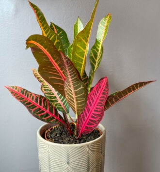 Croton