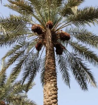 Date Palm Tree