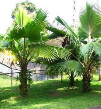 Fiji Fan Palm Tree