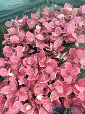 Aglonema Blushy