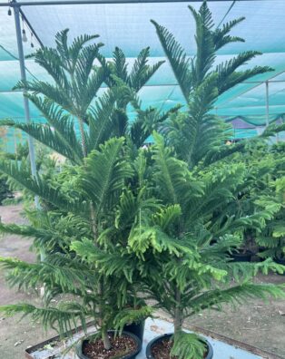 Pine tree