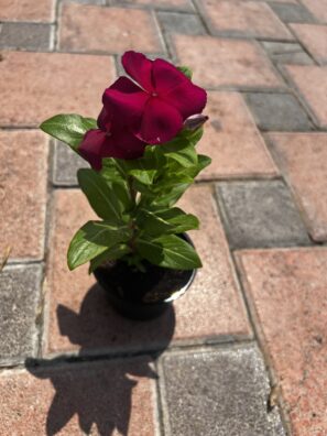 Periwinkle