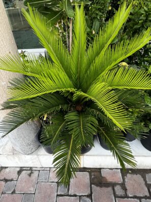 Sago Palm Tree