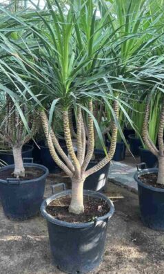 Combodian Dragon tree