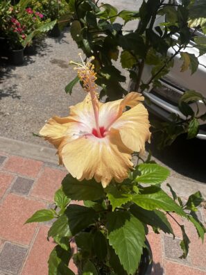 Hibiscus