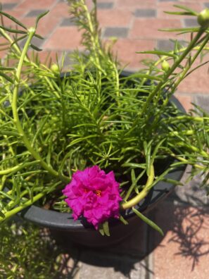 Morning Flower