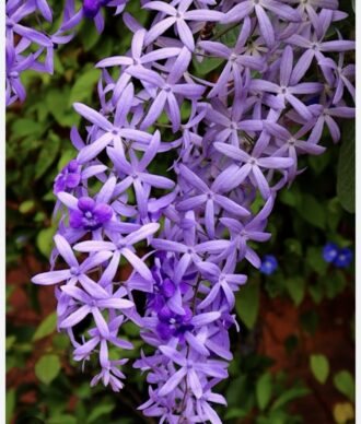 Purple whisper vines