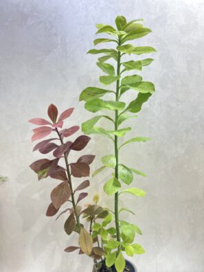 Euphorbia Granti