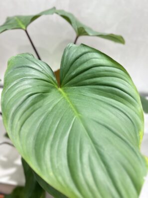 Homalomena