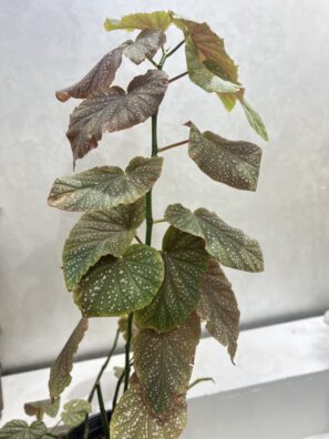 Begonia Polka Dots