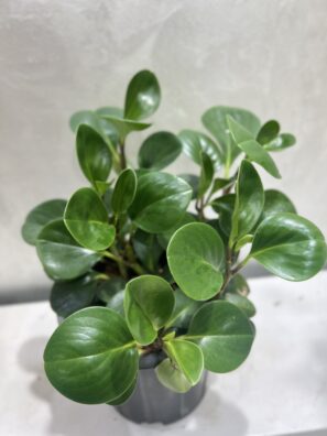 Baby Rubber Plant