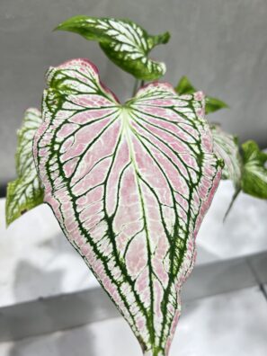 Caladium Thai Pink