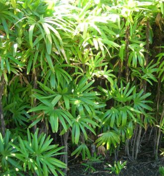 Lady Palm Tree