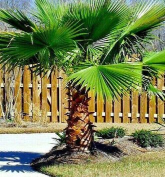 Mexican Fan Palm Tree