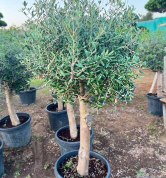Olive Tree
