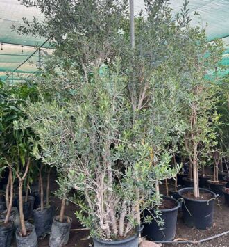 Olive Tree