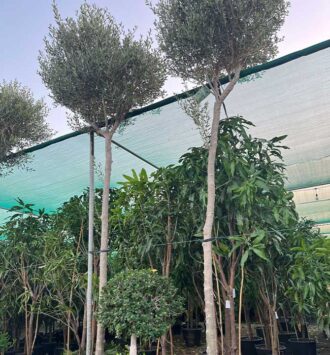 Olive Tree