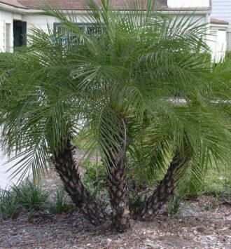 Pigmy Date Palm Tree