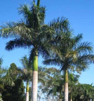 Royal Palm Tree
