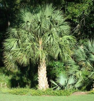 Sabal Palm Tree