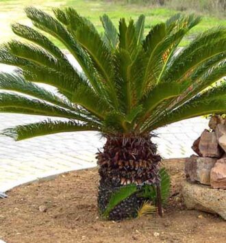 Sago Palm Tree