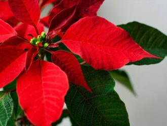 Red Romance Plant