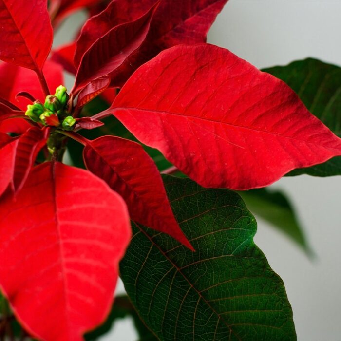 Stodels-Blogpost-940x705-December-2022-poinsetta