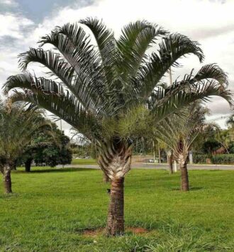 Triangle Palm Tree