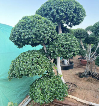 Bonsai (Fukien Tea Tree)