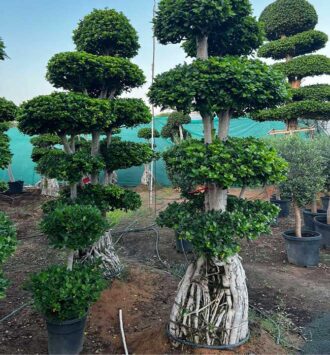 Bonsai (Ficus Microcarpa Tree)