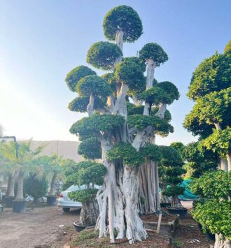 Bonsai (Ficus Microcarpa Tree)