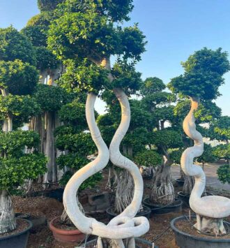 Bonsai (Ficus Microcarpa “Spiral Bonsai” Tree)