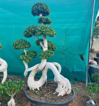 Bonsai (Ficus Ginseng Tree)
