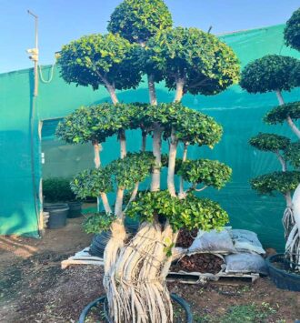 Bonsai (Ficus Ginseng Tree)
