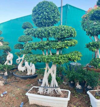 Bonsai (Ficus Microcarpa Tree)